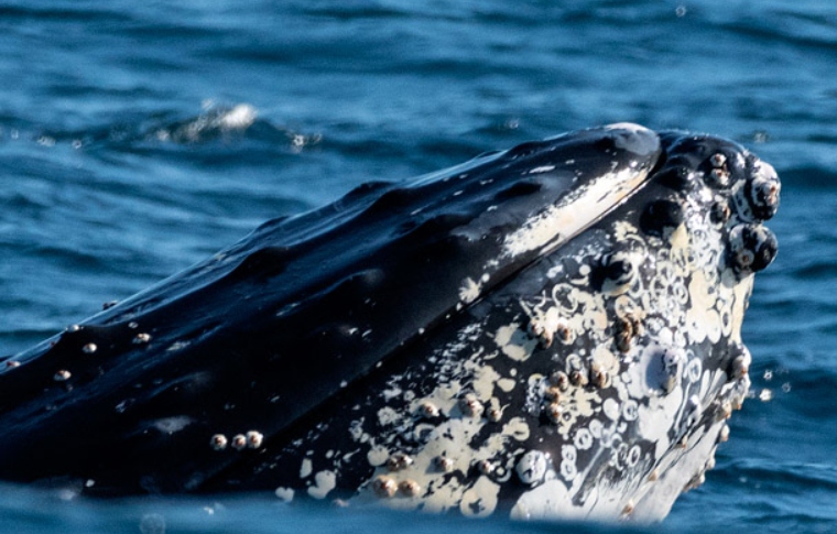 Sydney Harbour Whale Sea Safari | Sydney Harbour Boat Tours