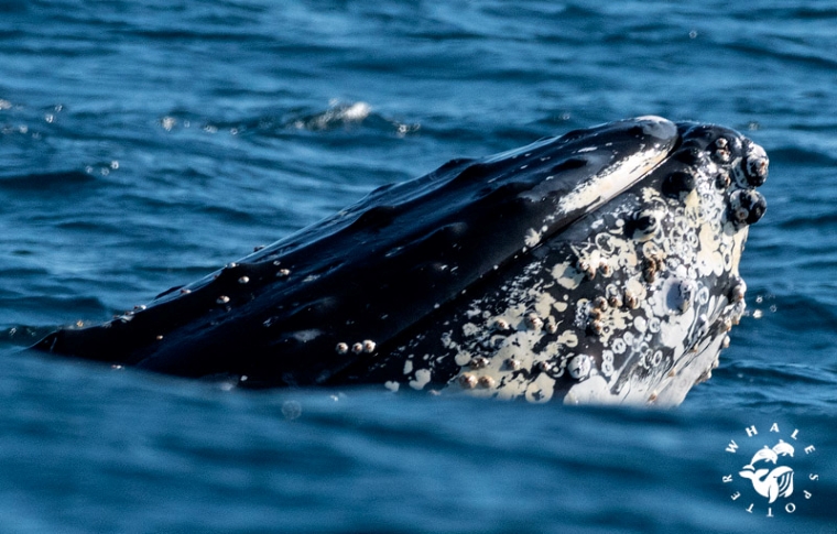 Whales of Sydney Sea Safari | Sydney Harbour Boat Tours